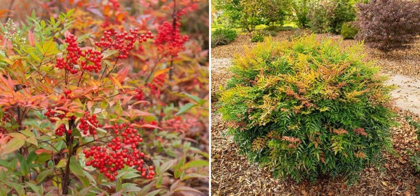 deux nandinas au jardin