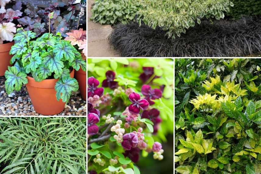 quelles plantes pour patio ombre