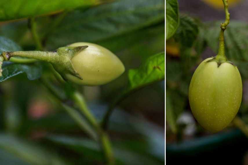 poire-melon fructification