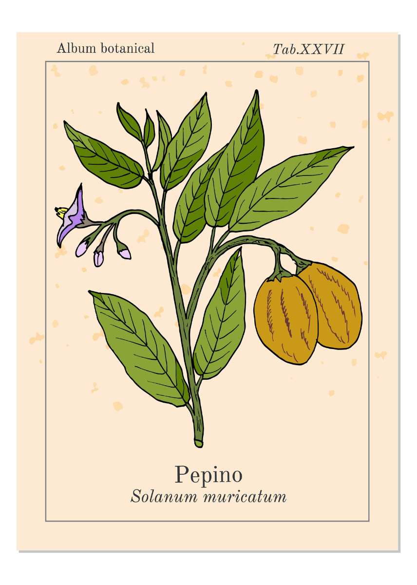 poire melon description