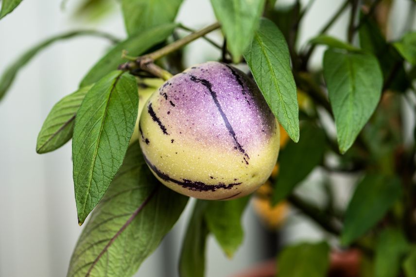 poire-melon récolte