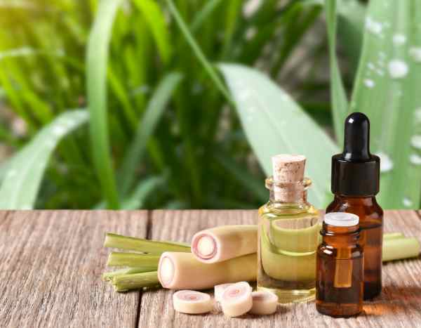 Comment faire de l’huile de citronnelle maison ?