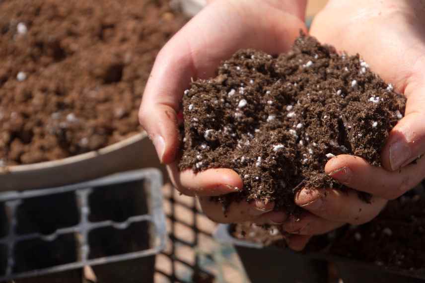 planter en pot quel terre substrat