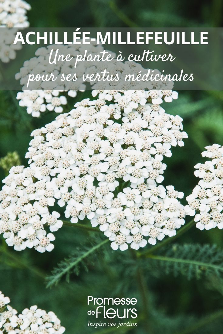 fleurs blanches d' Achillea millefolium