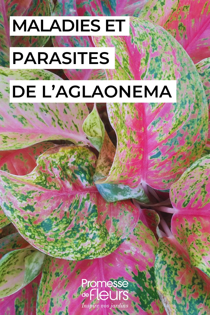 soigner l'AGLAONEMA