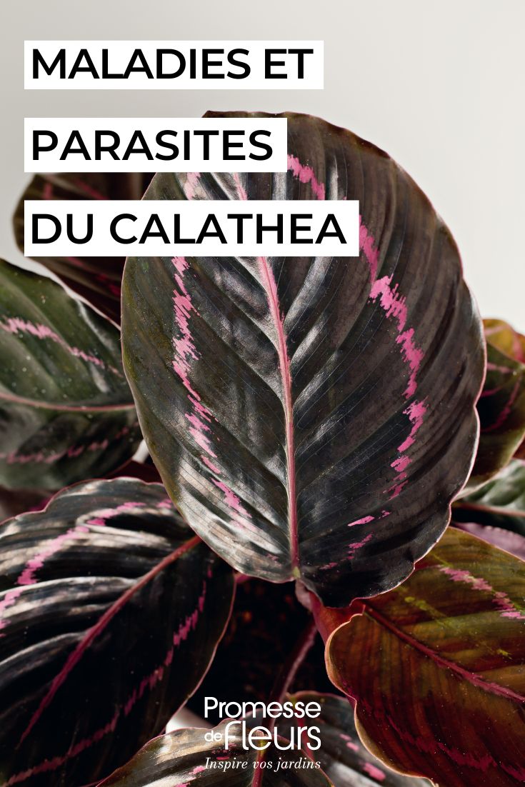soigner le CALATHEA