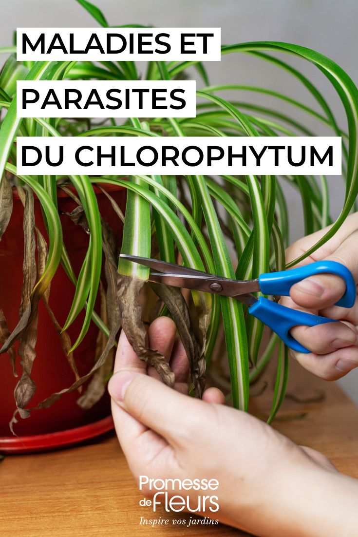 soigner le CHLOROPHYTUM