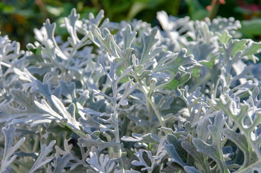 feuillage argenté de cinéraire