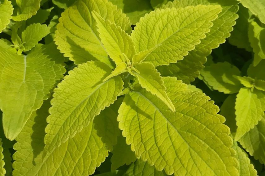 Coleus à feuillage jaune lime doré