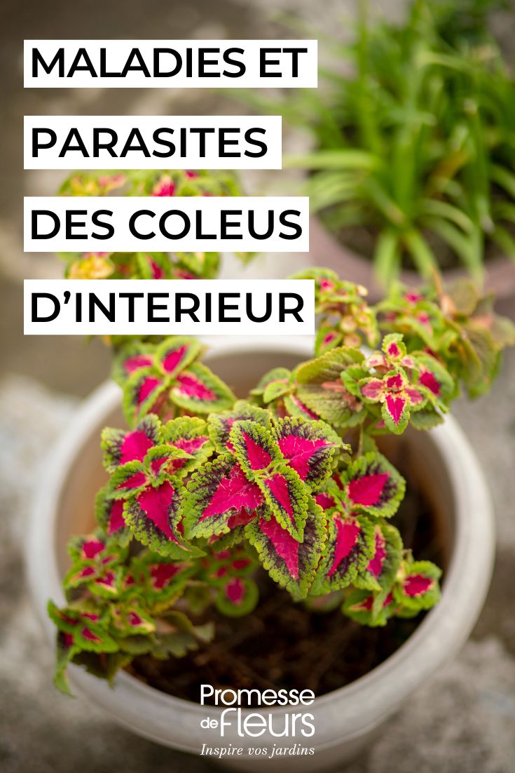 Coleus, comment le soigner