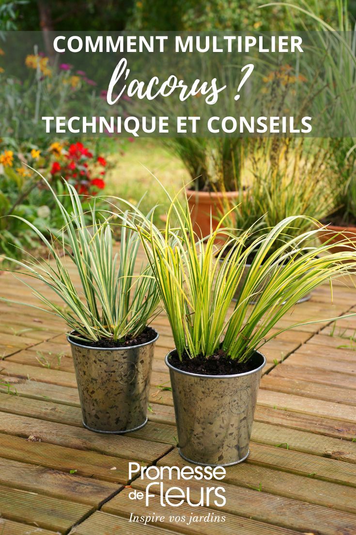 multiplication et division de l'acorus