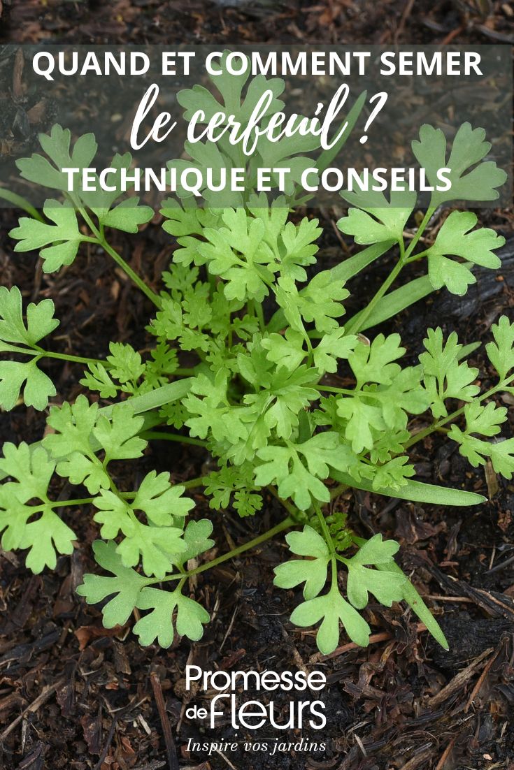jeune plant, issu de semis du cerfeuil au jardin