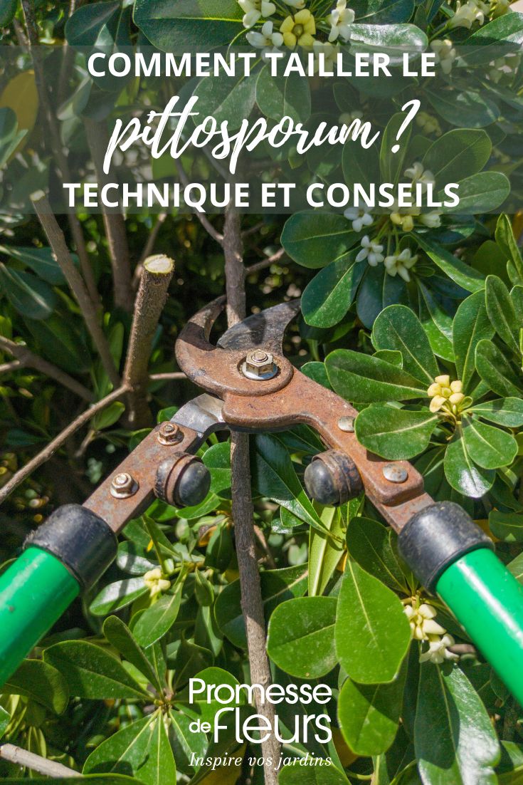 taille du pittosporum