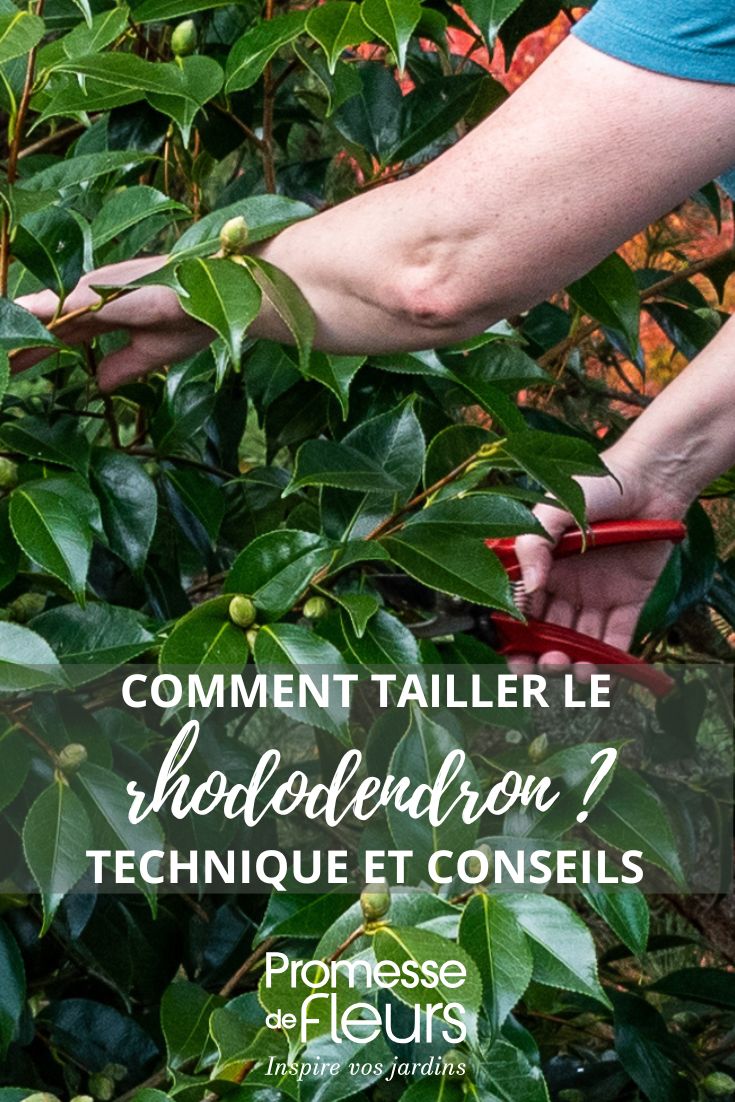 la taille du rhododendron
