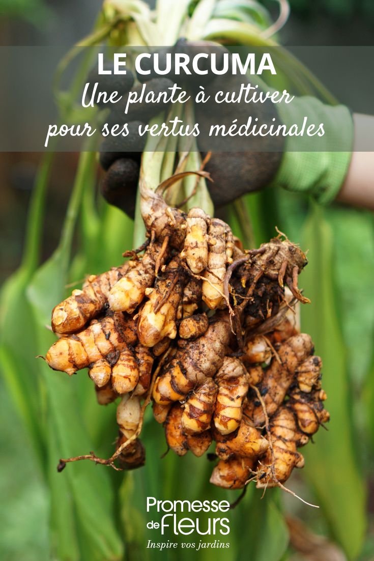 culture et racines de curcuma