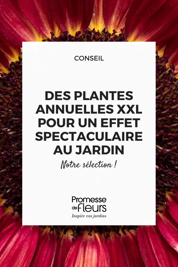 Graines-de-Tournesol-Desire-Red