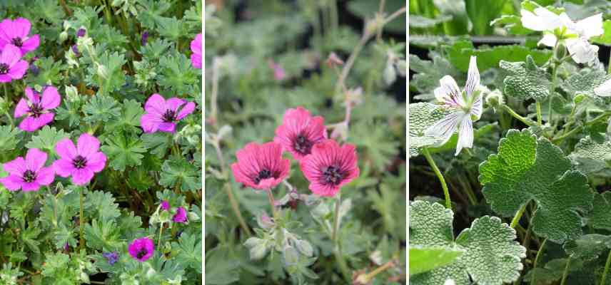 geraniums vivaces feuilles argentees grises