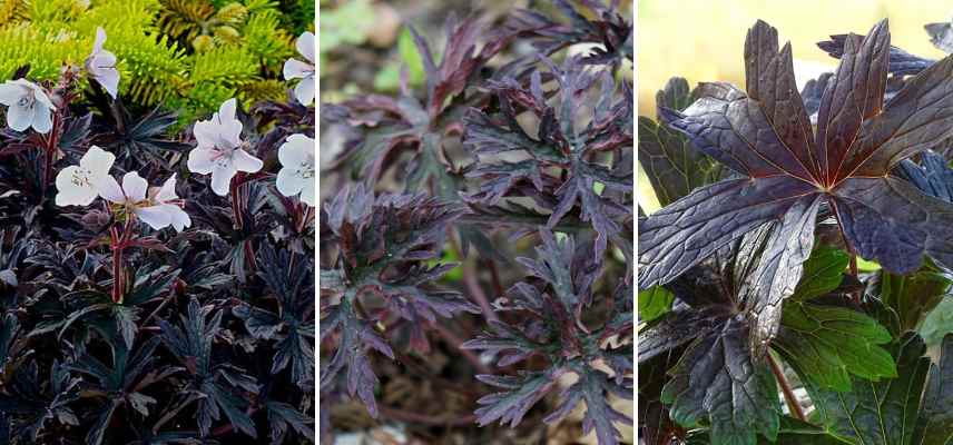 geraniums vivaces feuillage fonce noir