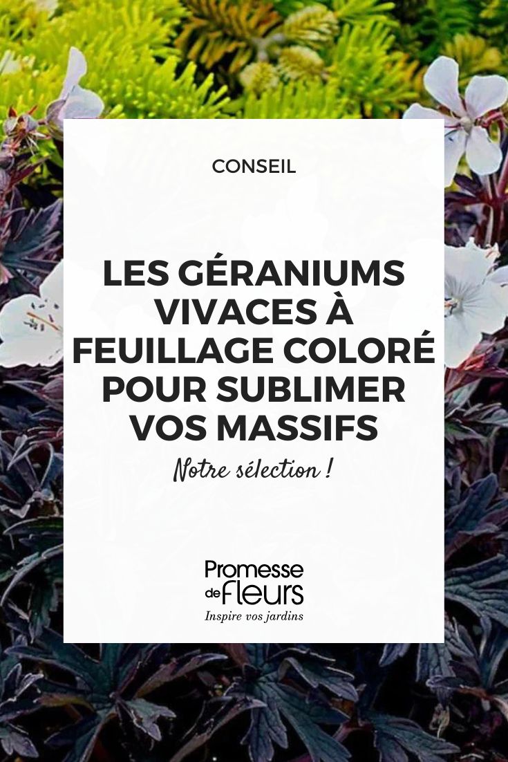 Geranium-vivace-pratense-Purple-Ghost-82458