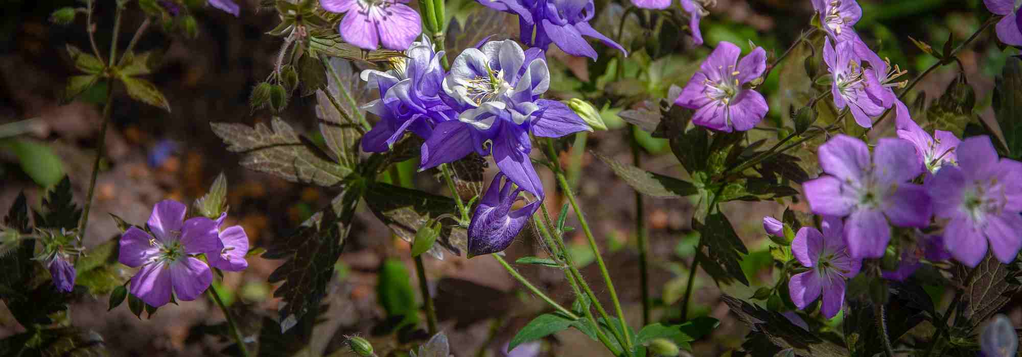 Géraniums vivaces : découvrez les variétés à feuillage coloré pour sublimer vos massifs