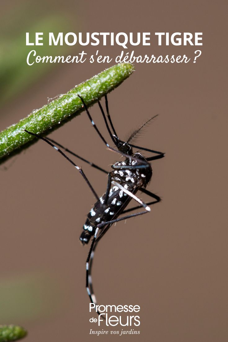 Le moustique tigre