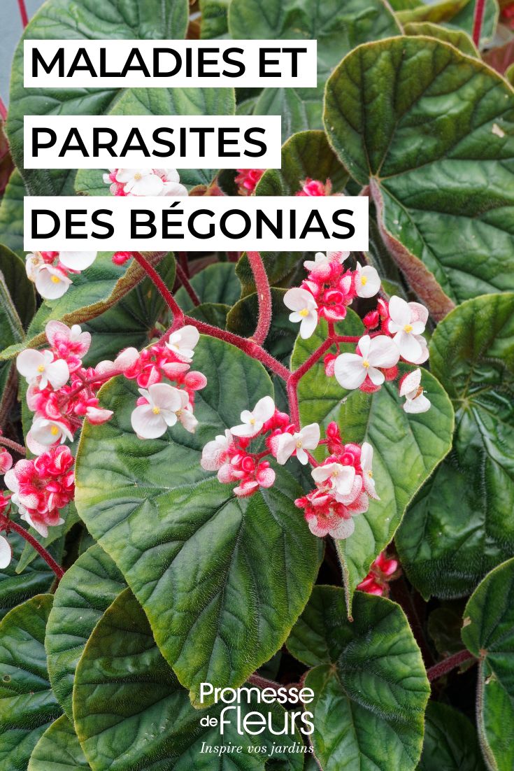 soigner les begonias