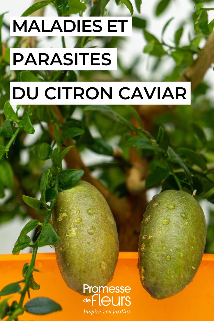 soigner le citron caviar