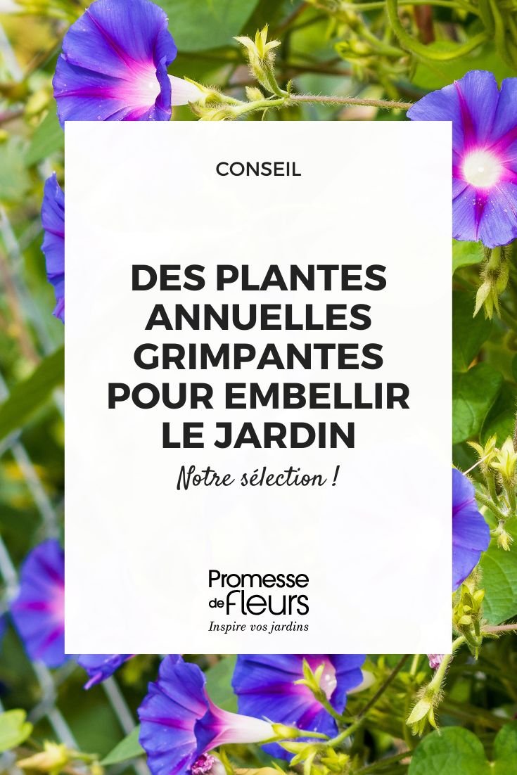 Ipomoea Purpurea | Volubilis Bleus Ou Ipomées Ou Liseron Pourpre