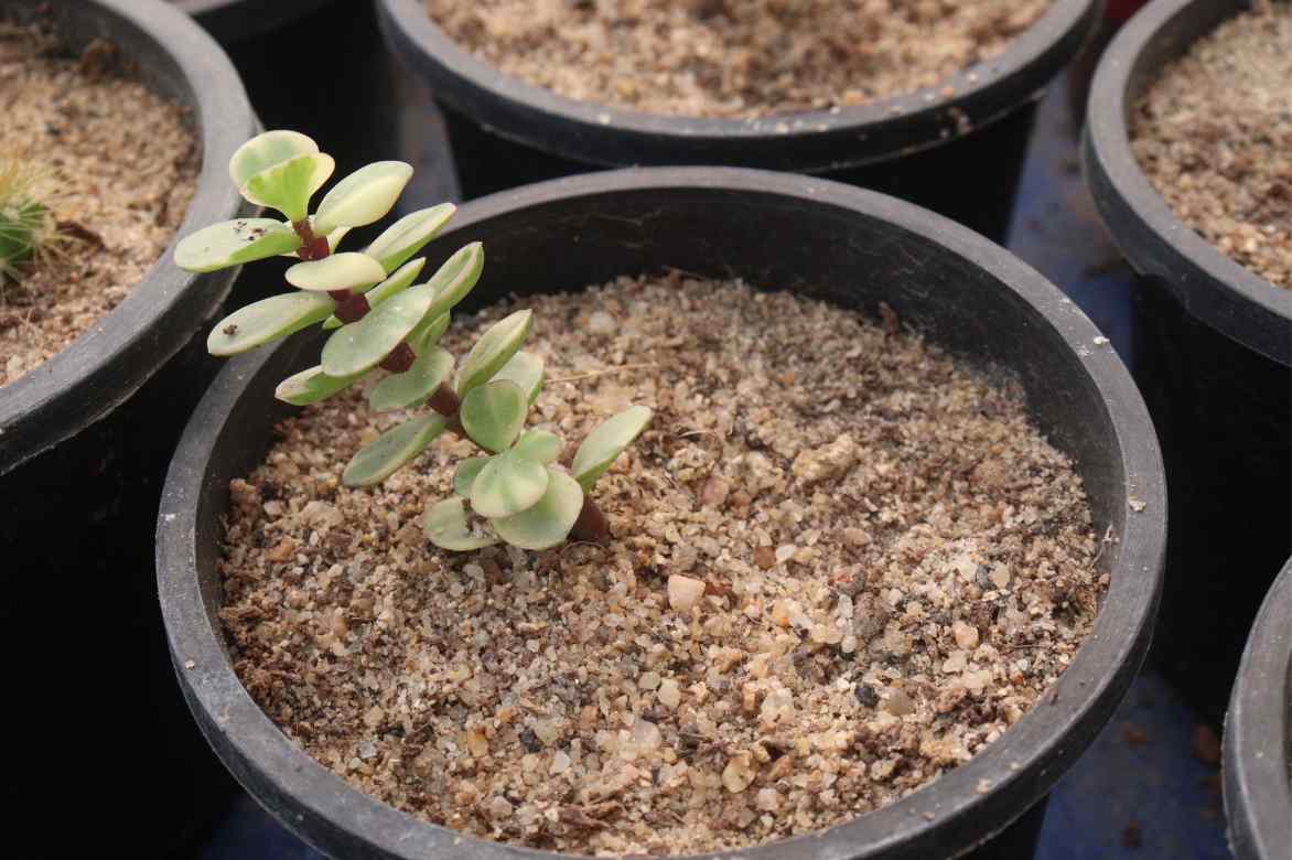 bouturage de tiges Portulacaria