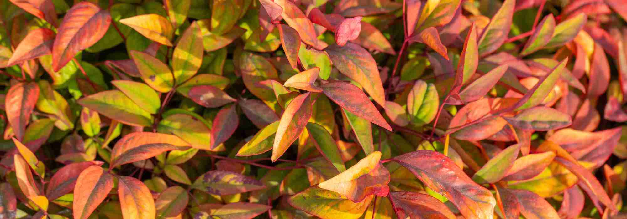 Nandina domestica : une valeur sûre parmi les plantes à feuillage décoratif