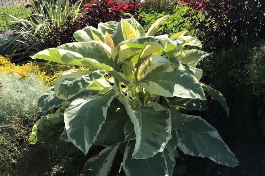 feuillage panaché de Nicotiana ou tabac d'ornement