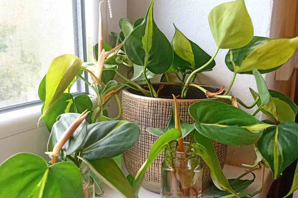 emplacement Pothos