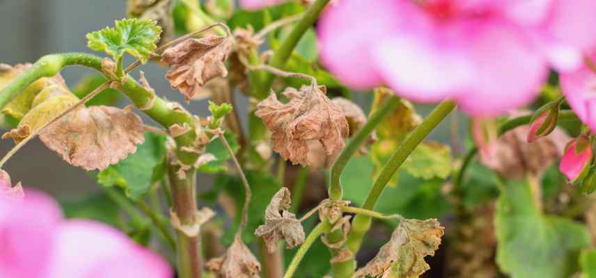 maladies traitement chez le Pelargonium