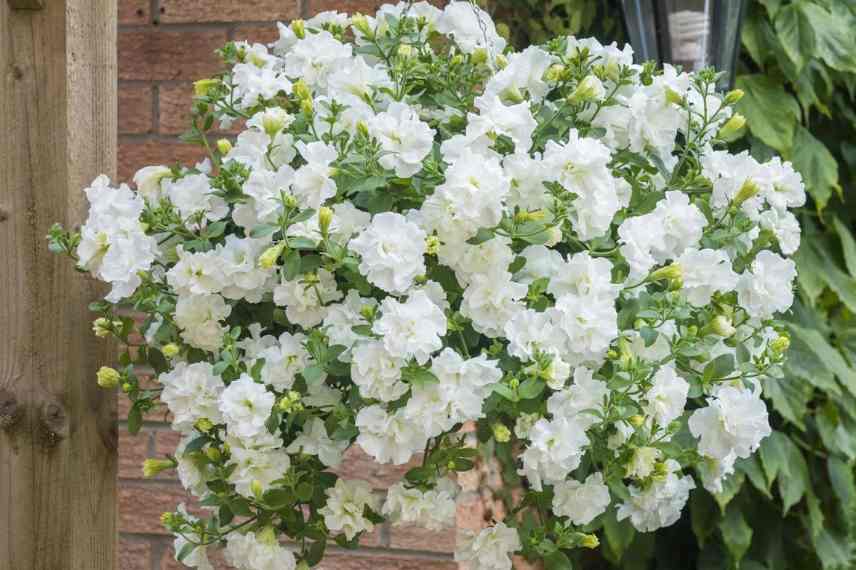 annuelles a tres grosses fleurs