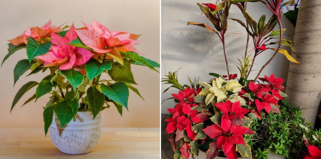 Poinsettia - Étoile de Noël en pot 