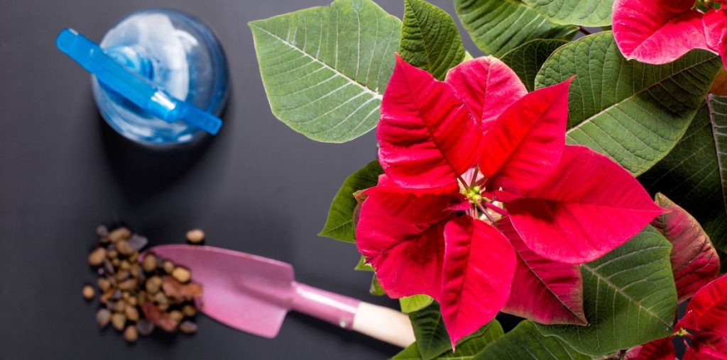 Le Poinsettia réclame un substrat léger et un arrosage régulier. 
