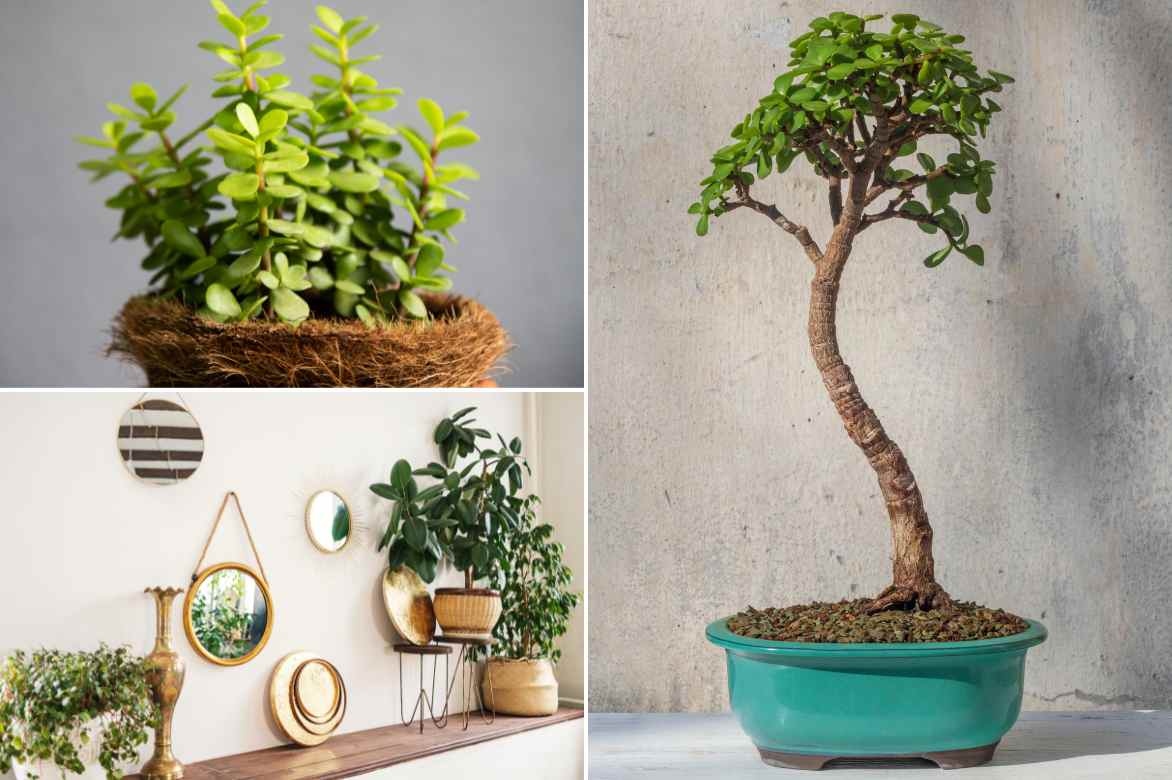 Portulacaria deco