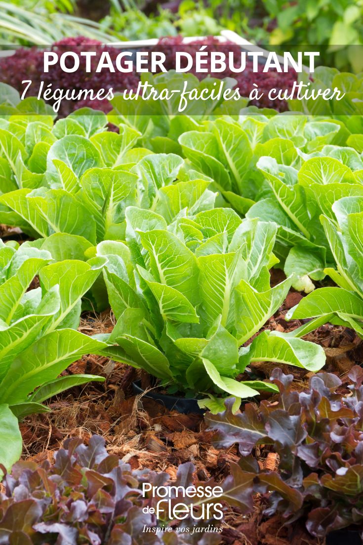 laitues au potager
