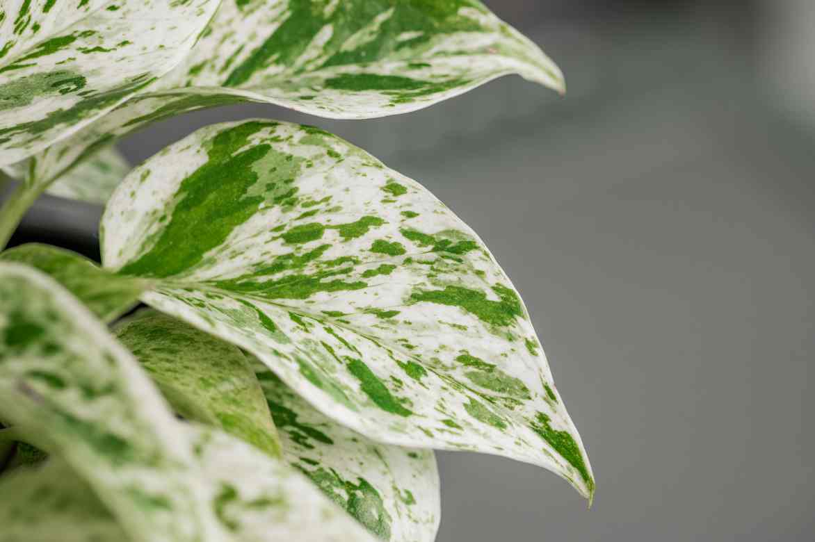 Pothos Marble Queen