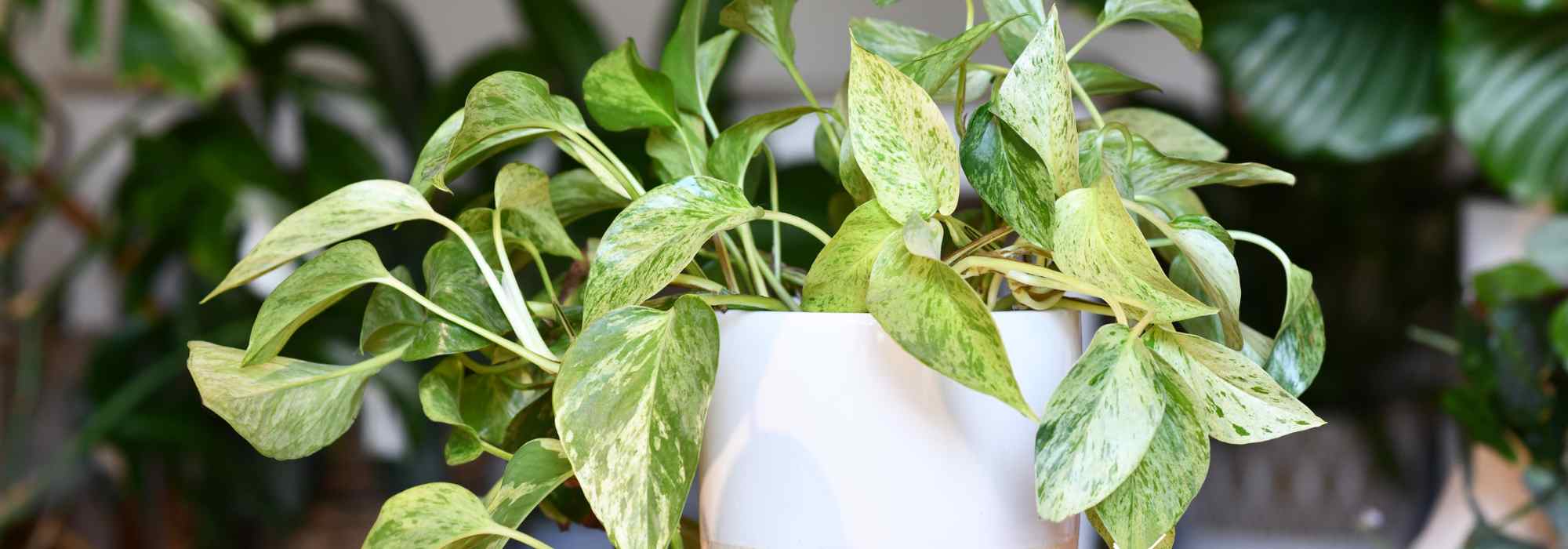 Pothos : planter, cultiver, bouturer cette plante d’intérieur facile