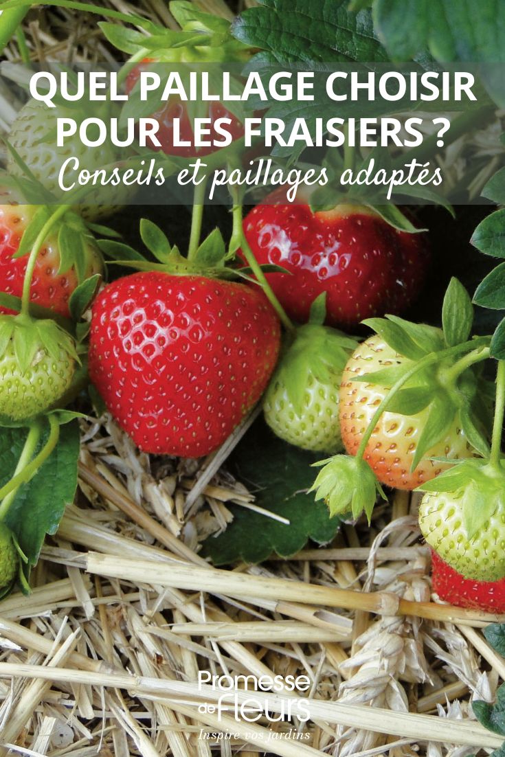 pailler les fraisiers