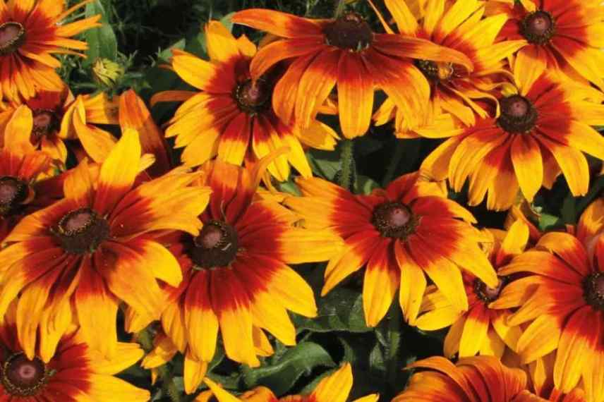 Rudbeckia a grosses fleurs