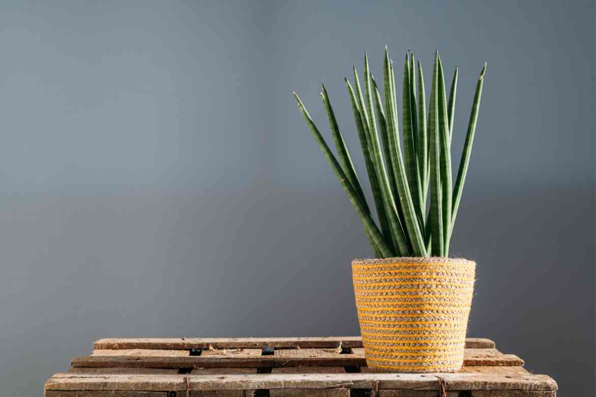 langue de belle mere graphique