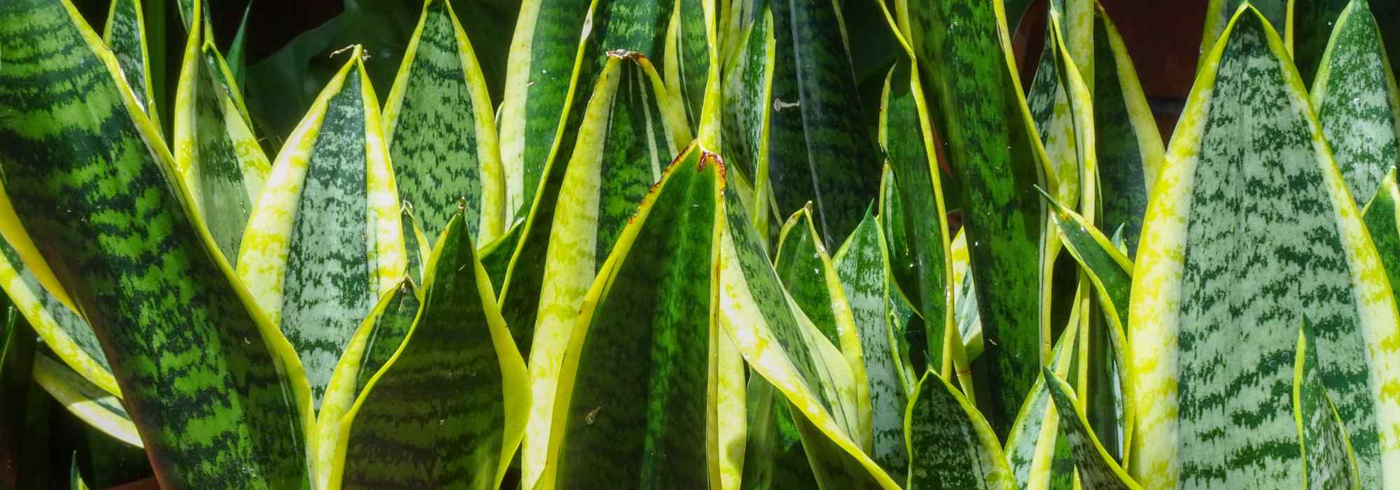 Sansevieria, Langue de belle-mère : culture et entretien en intérieur