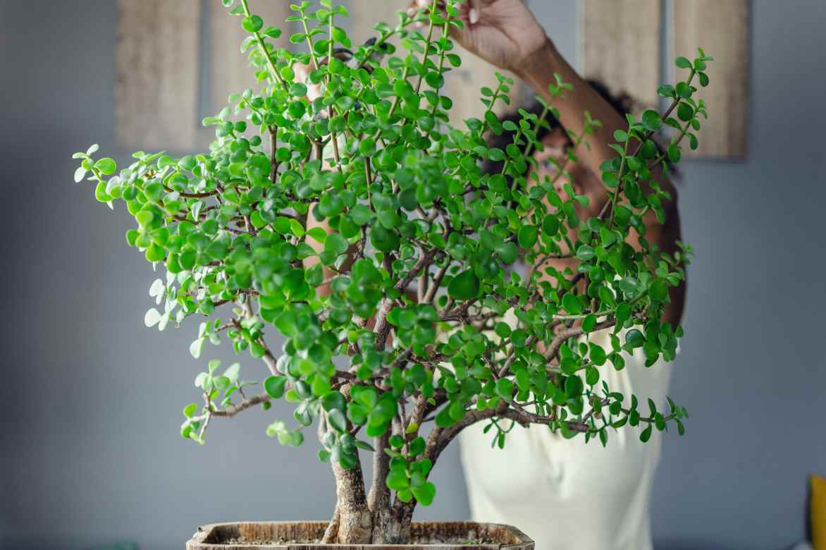 tailler un Portulacaria afra