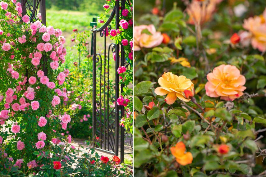 Jardin romantique Pinkish Lemon