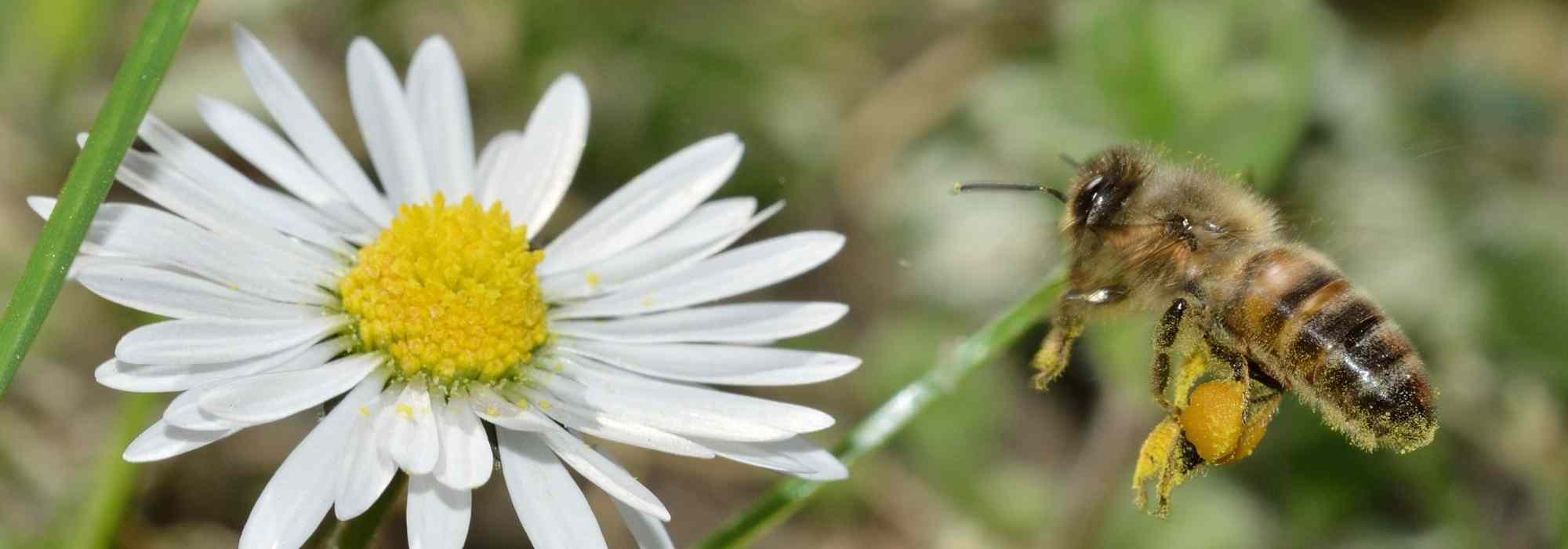 Abeilles sauvages ou domestiques : quelles espèces se rencontrent dans nos jardins ?