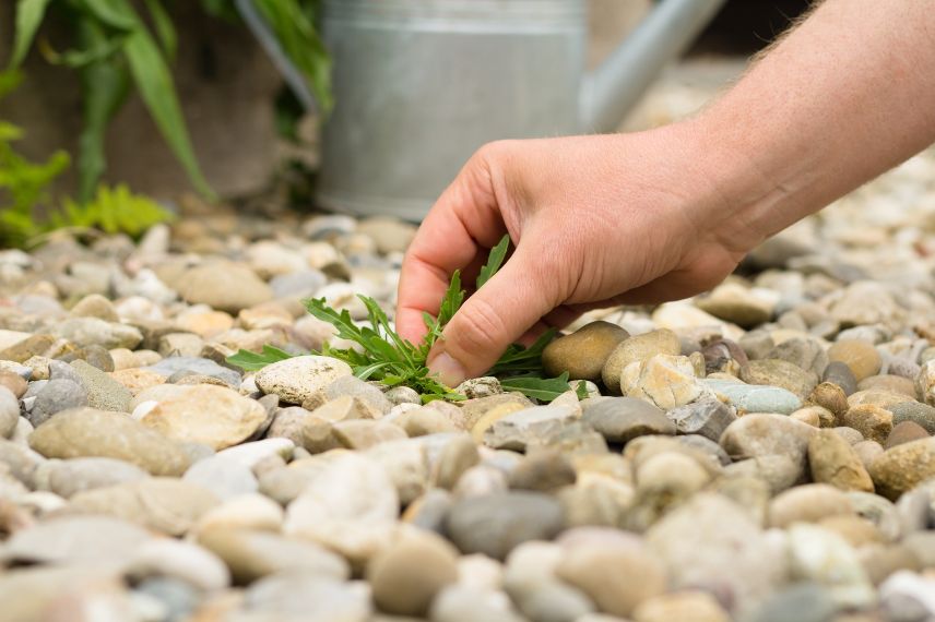 une herbe indésirable au jardin minéral