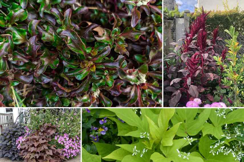 plantes annuelles pour leur feuillage