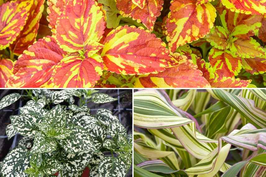 plantes annuelles feuilles panachees